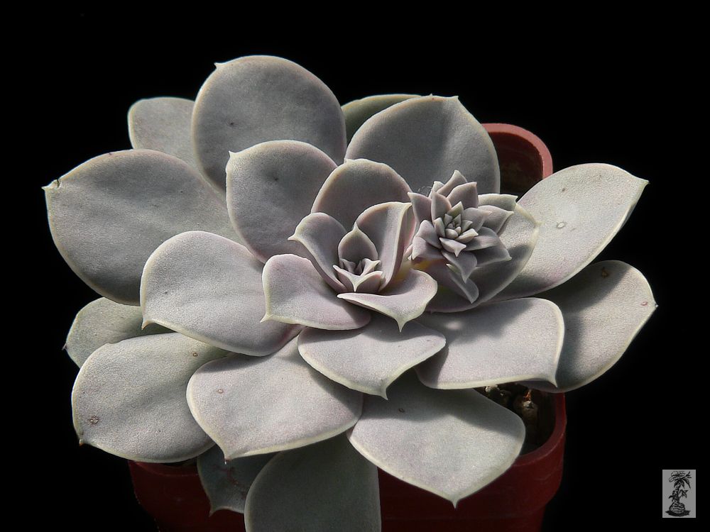 Echeveria diffractens