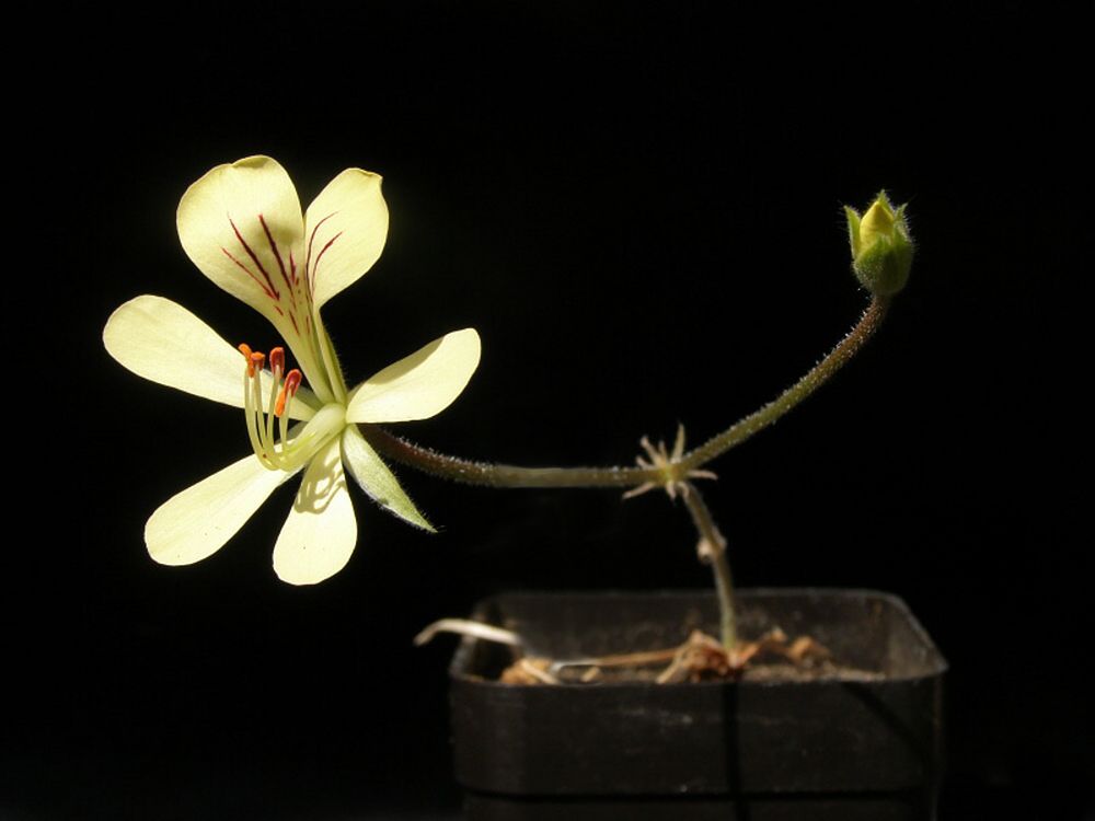 Pelargonium oblongatum