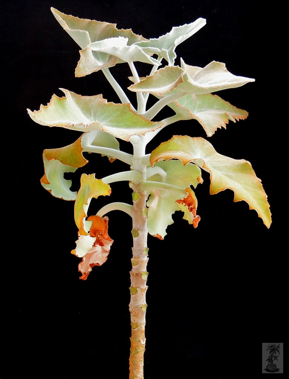 Kalanchoe beharensis