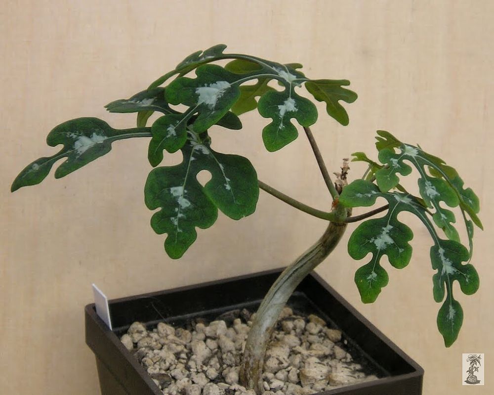 Adenia perrieri (2)