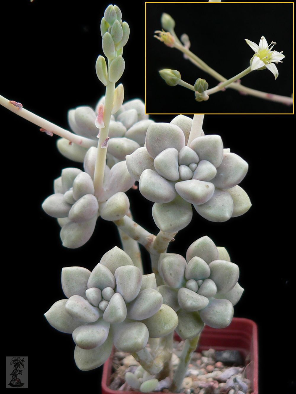 Graptopetalum mendozae