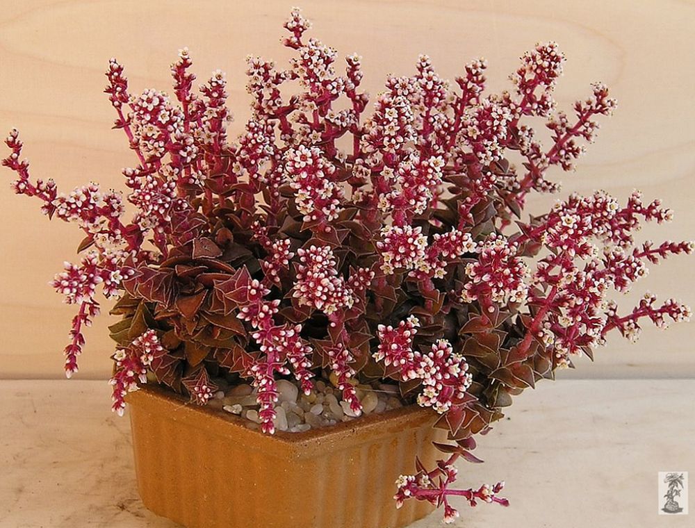 Crassula capitella ssp. thyrsiflora