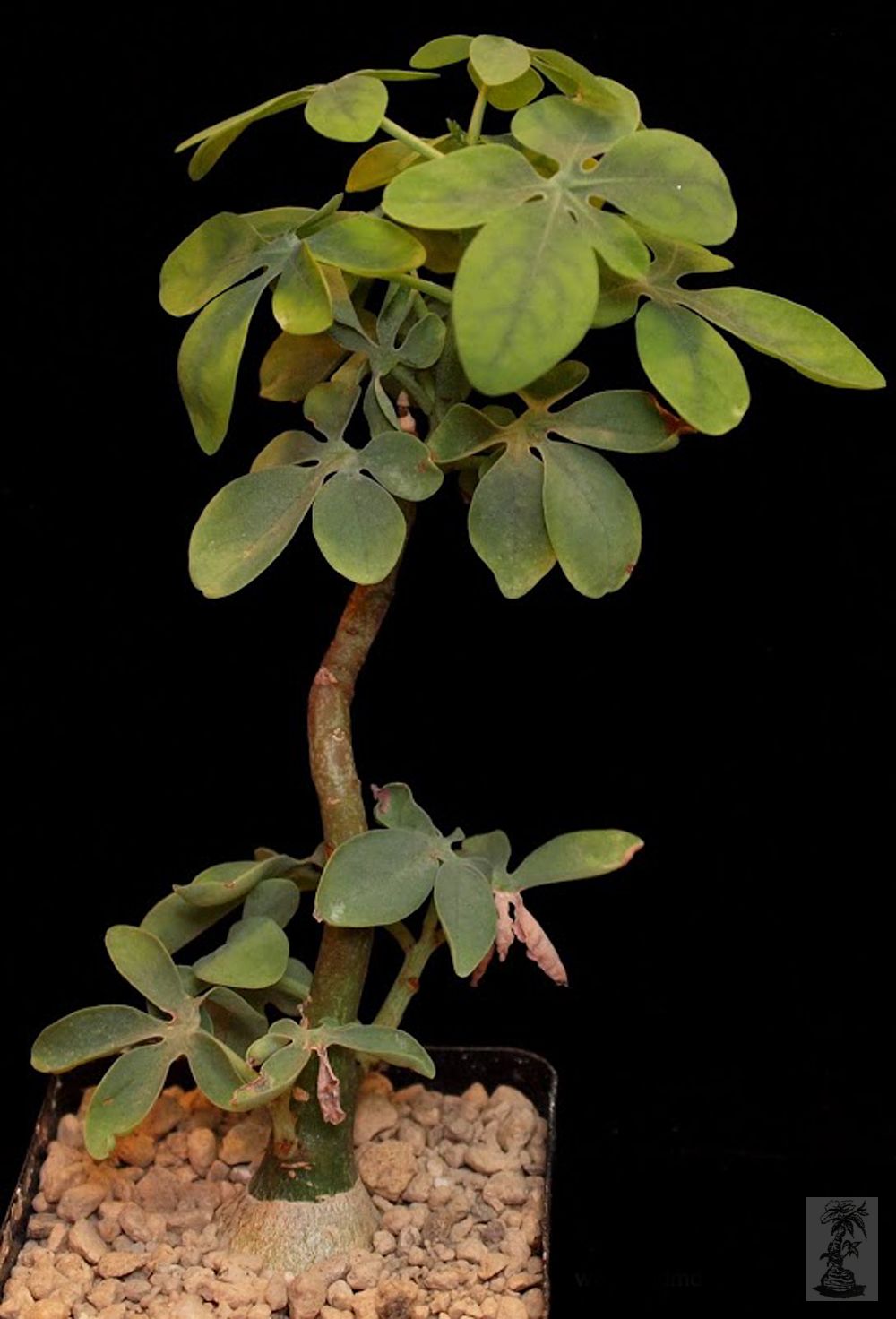 Adenia glauca