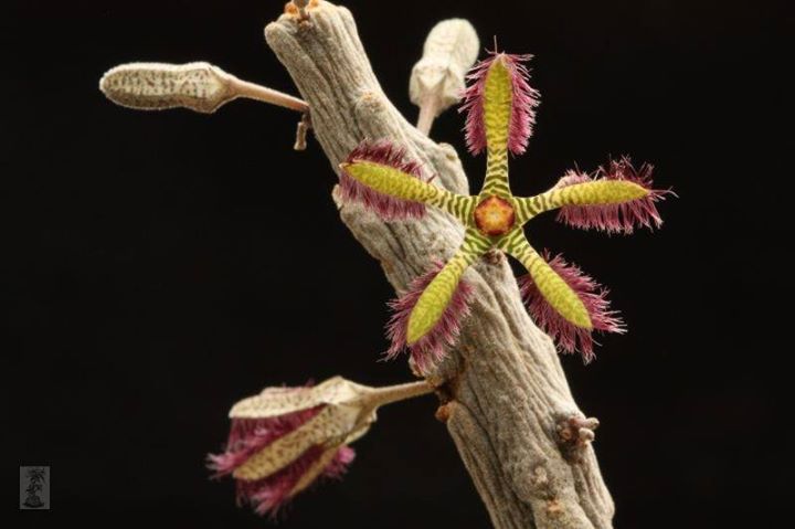 Rhytidocaulon elegantissimum, PH 1668, Yemen