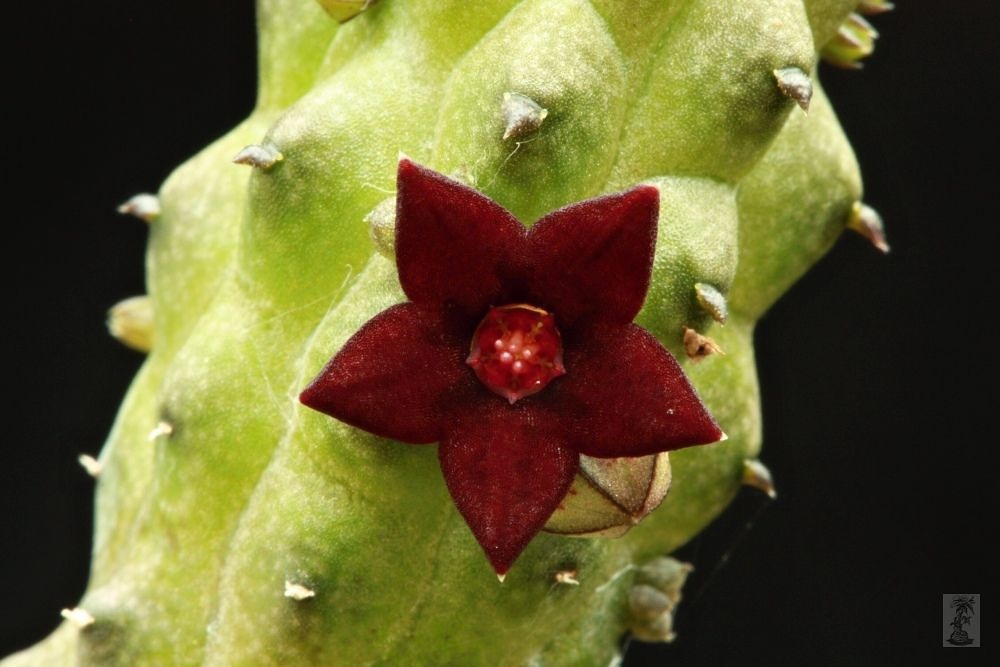 Echidnopsis bentii, PH 1206, Socotra