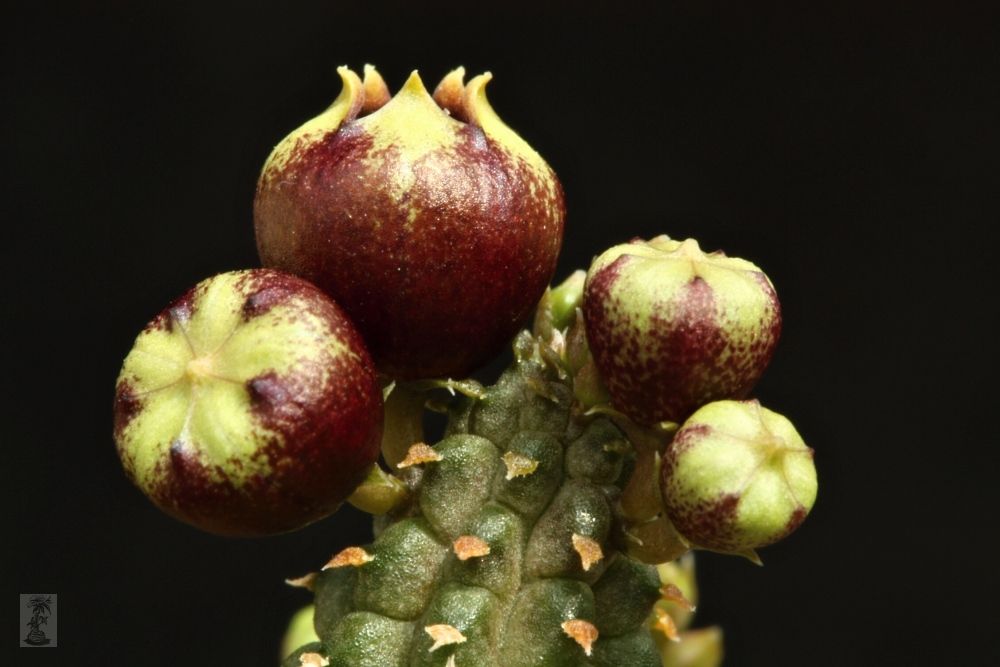 Echidnopsis globosa, PH 1250, Yemen