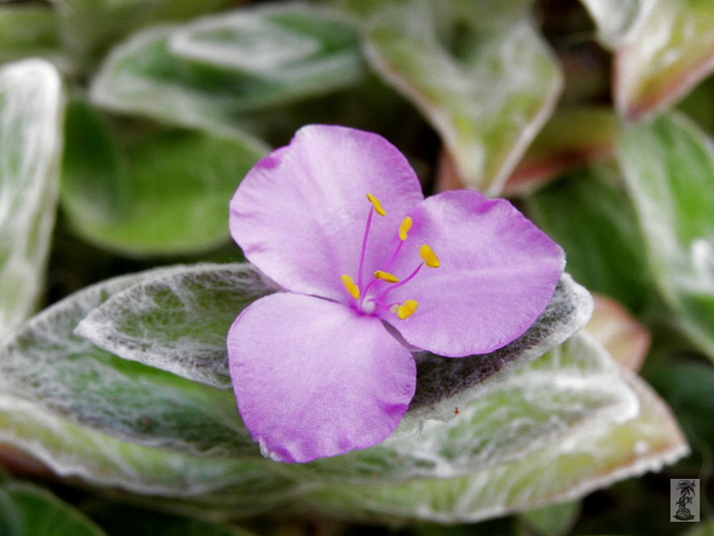 Tradescantia  sillamontana