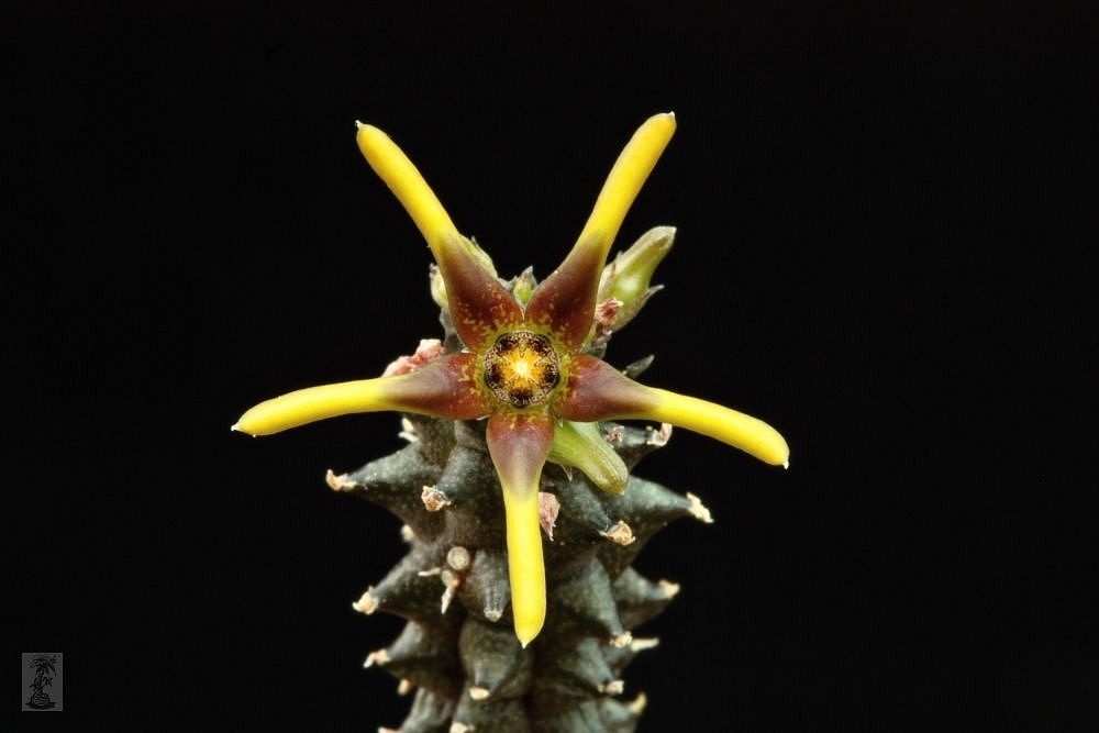 Echidnopsis montana, PH 1405, Ethiopia
