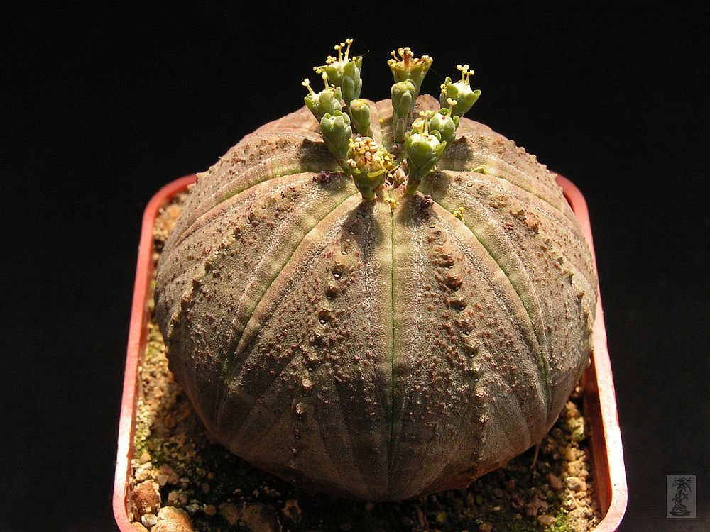 Euphorbia obesa