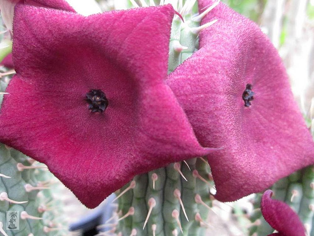 Hoodia ruschii