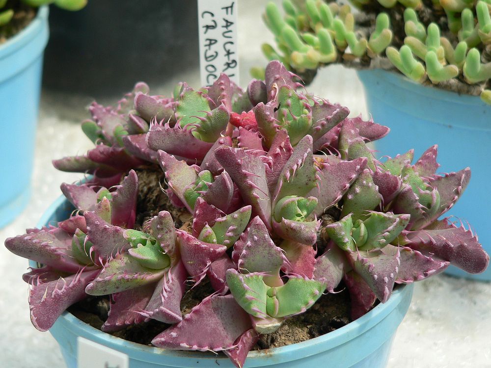 Faucaria cradockensis