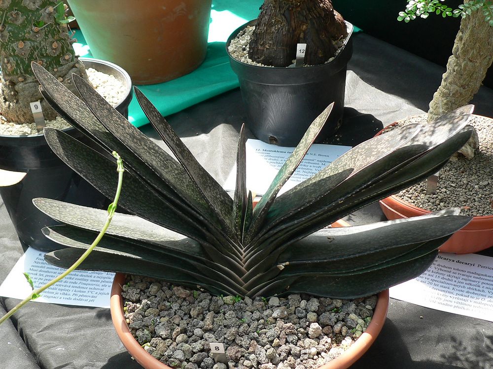 Gasteria brachyphylla