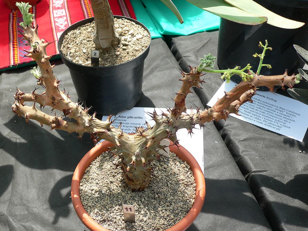 Jatropha fissispina