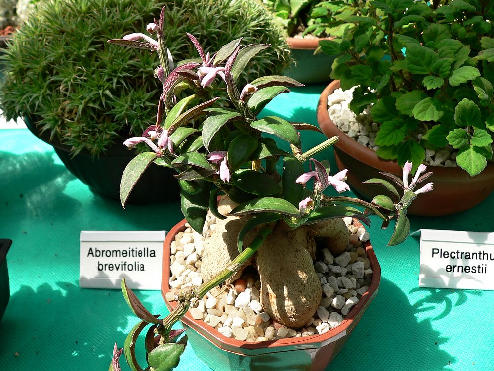 Monadenium rubellum Karel Halbich