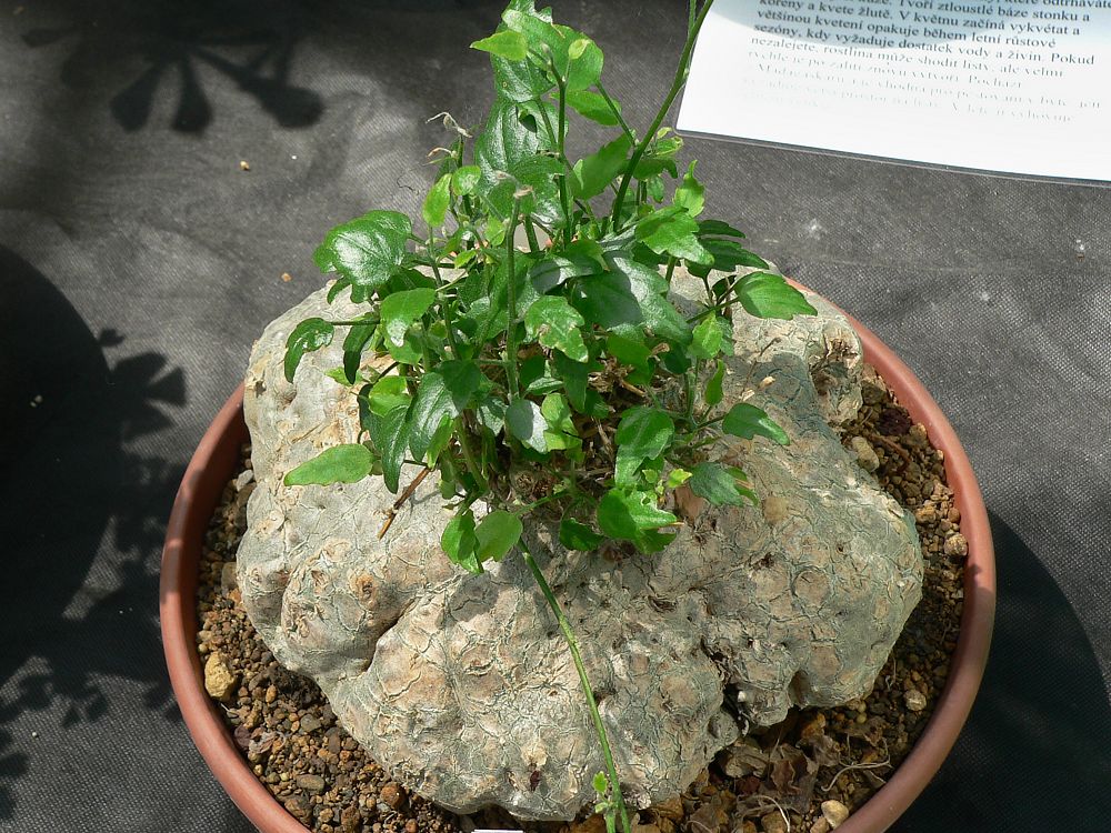 Xerosycios pubescens