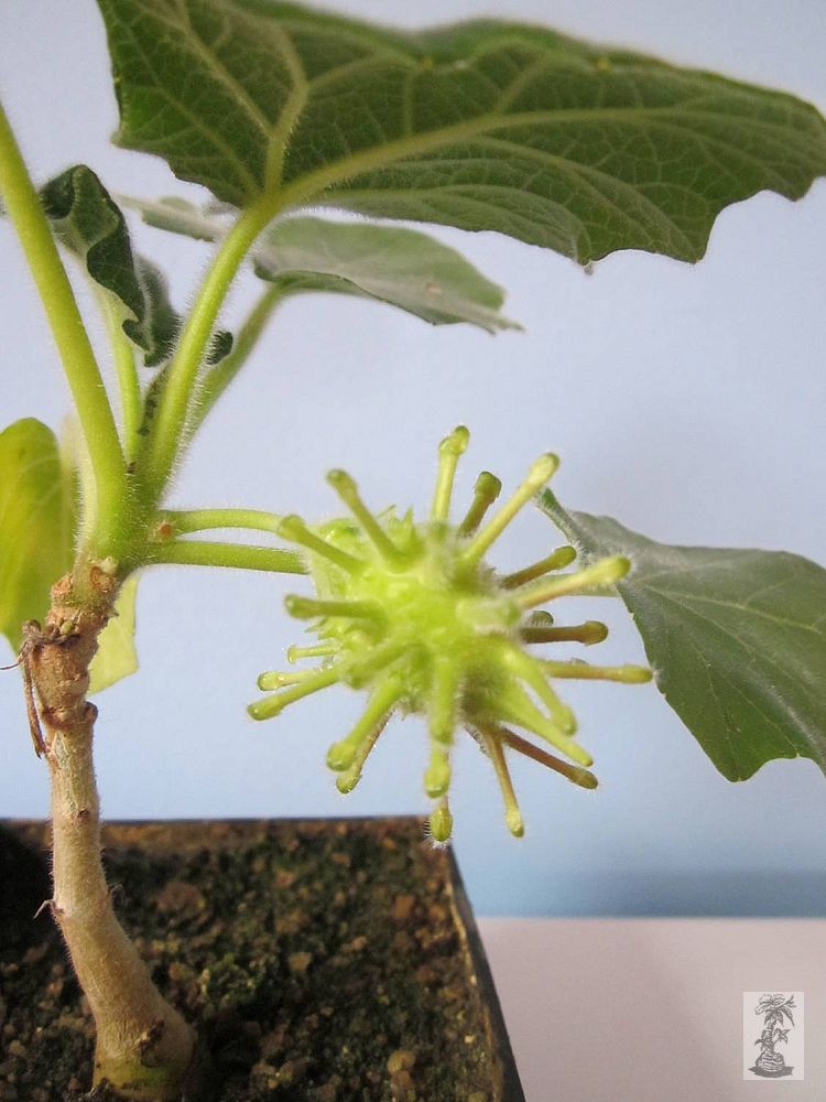 Uncarina  roeoesliana