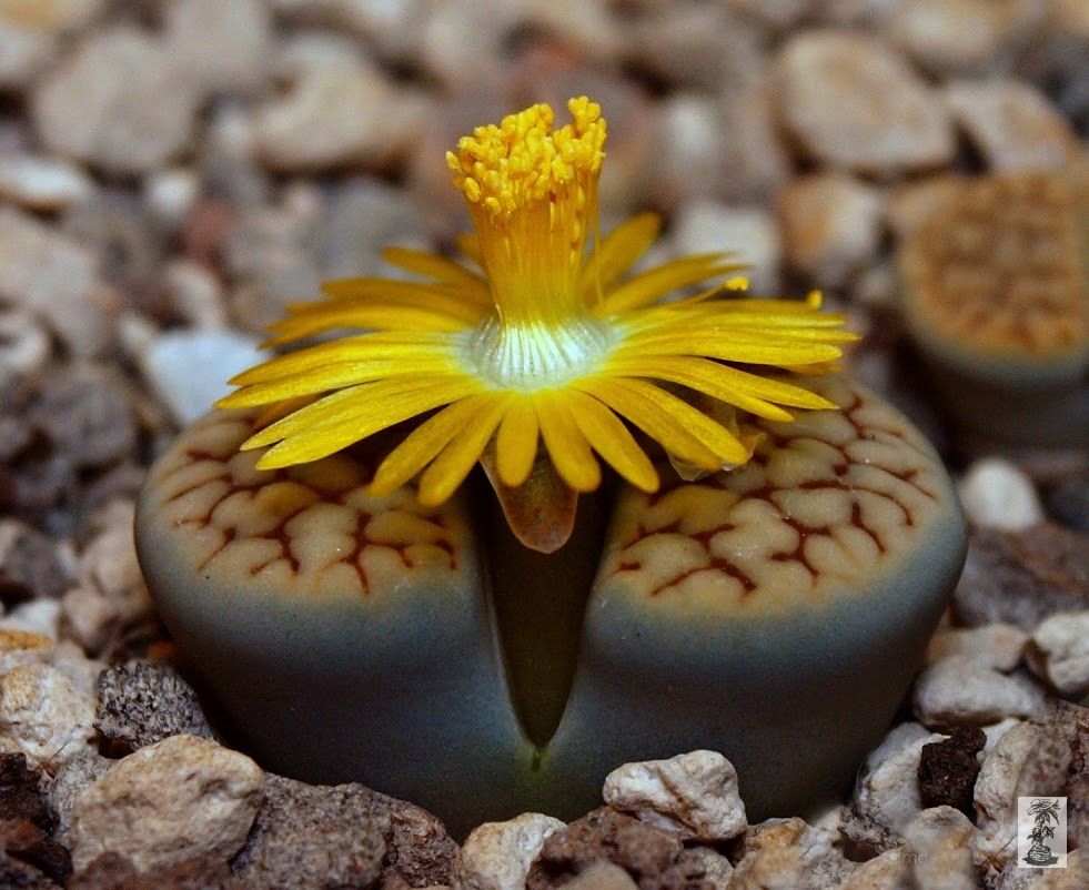 Lithops schwantesii ssp. schwantesii v. urikosensis