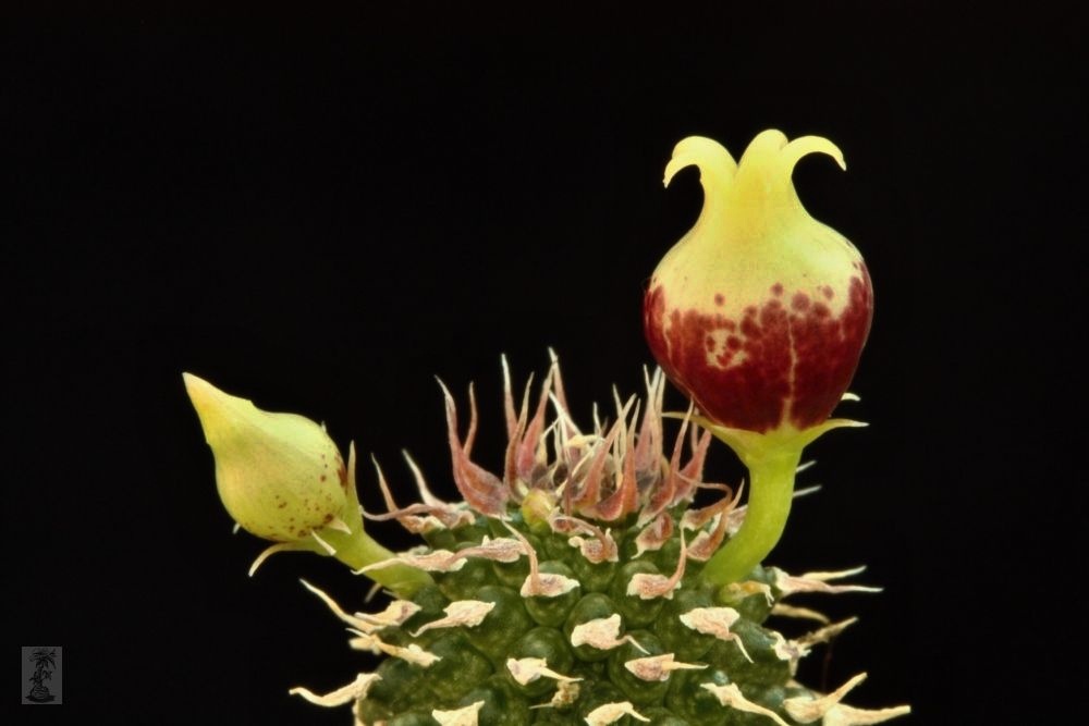 Echidnopsis specksii, PH 1484, Ethiopia
