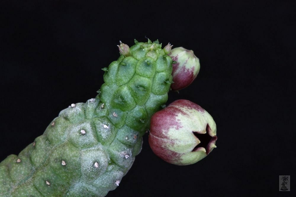Echidnopsis fartaqensis, PH 1282, Yemen