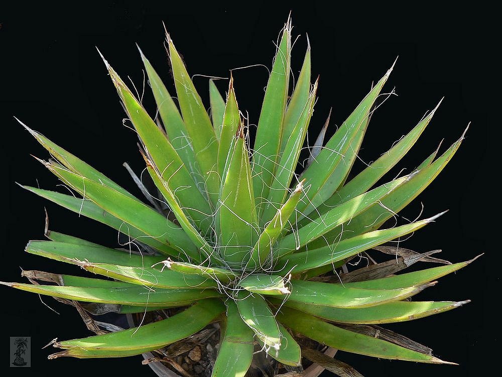 Agave filifera