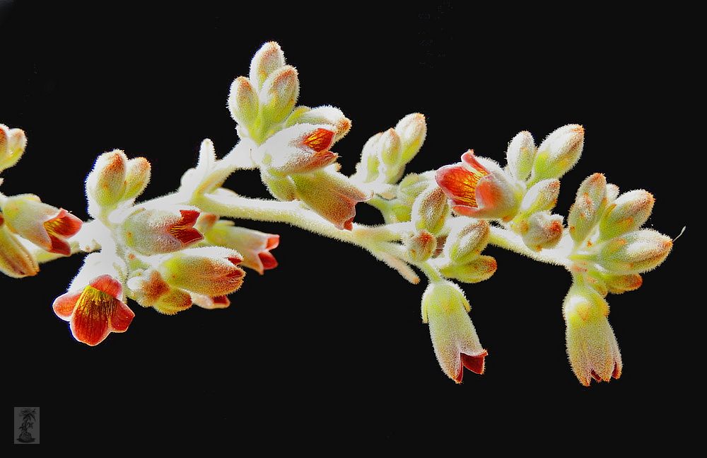 Kalanchoe tomentosa - květ