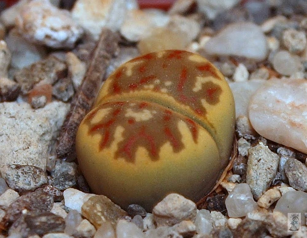 Lithops dorotheae C300