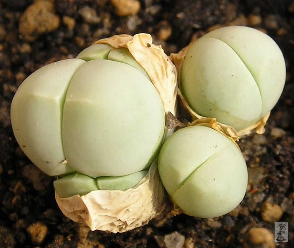 Gibbaeum heathii