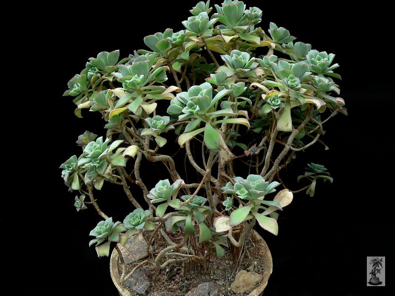 Aeonium haworthii