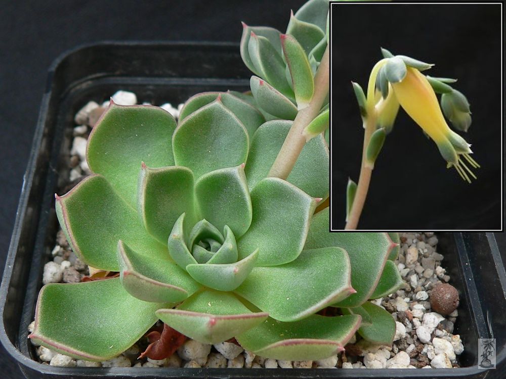 Echeveria longissima v. aztatlensis