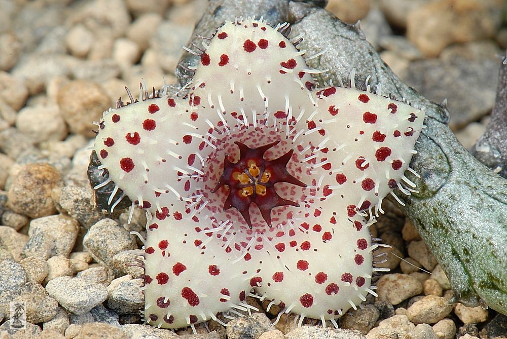 Stapelianthus   madagascariensis