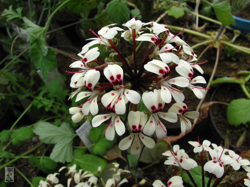 Pelargonium vinaceum,Rosyntjieberg