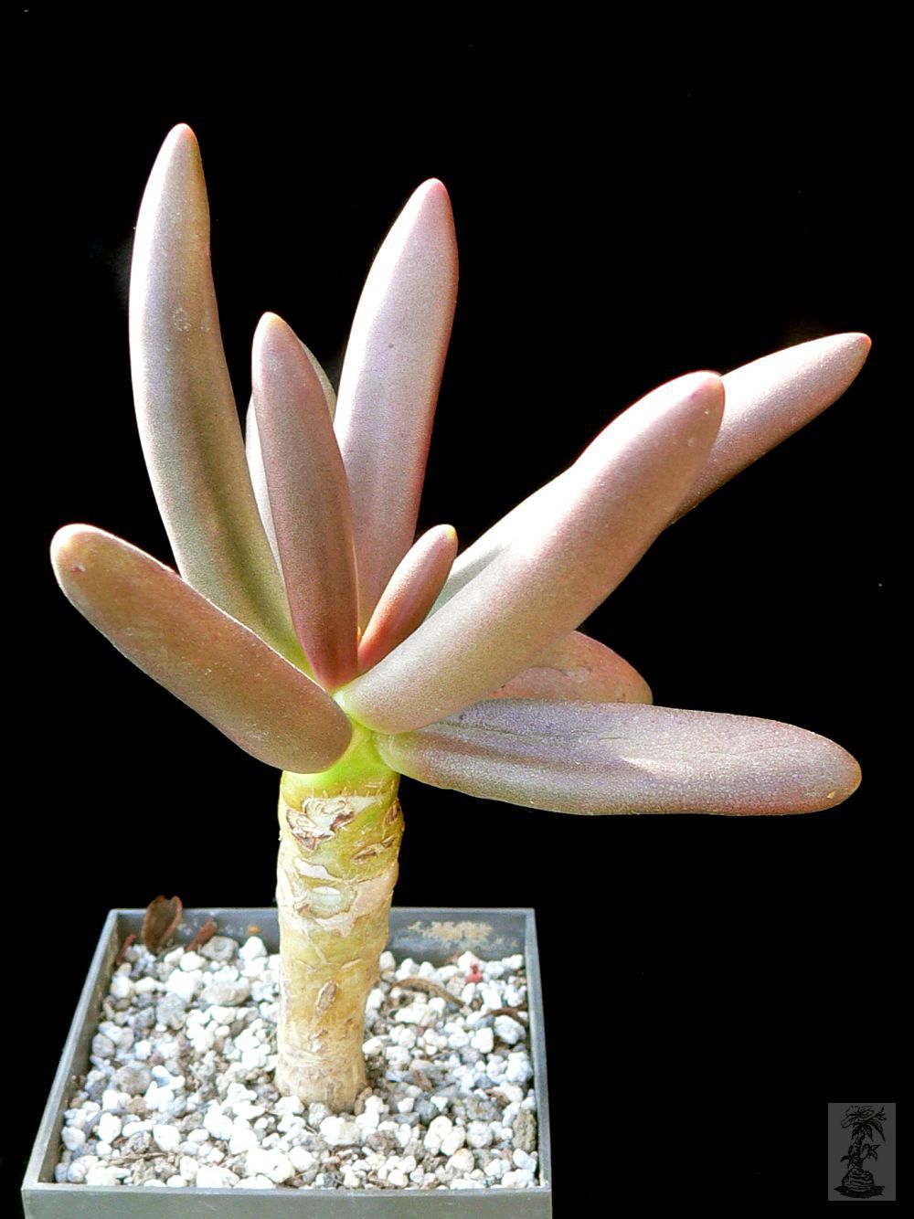 Pachyphytum viride