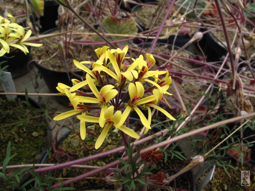 Pelargonium luteum