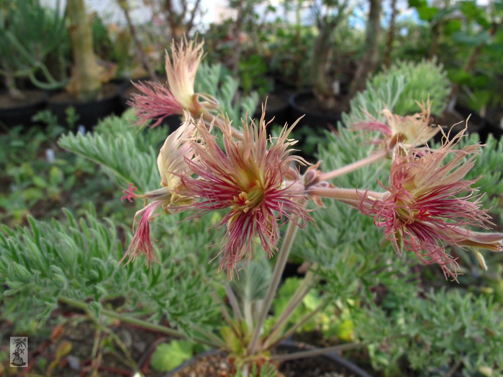 Pelargonium bowkeri