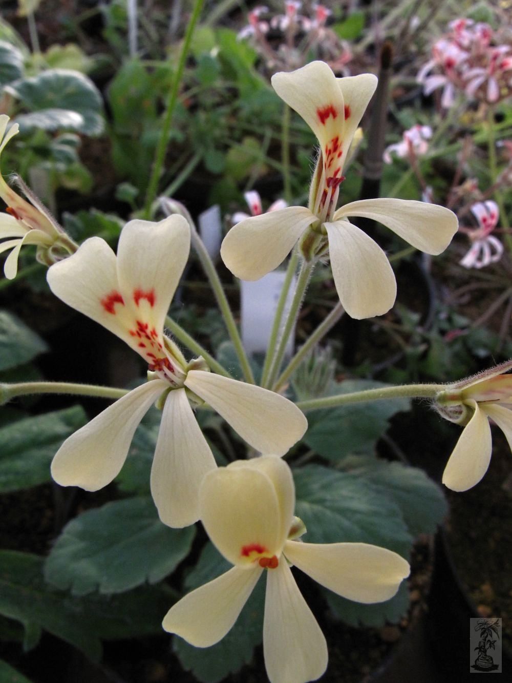 Pelargonium aestivale