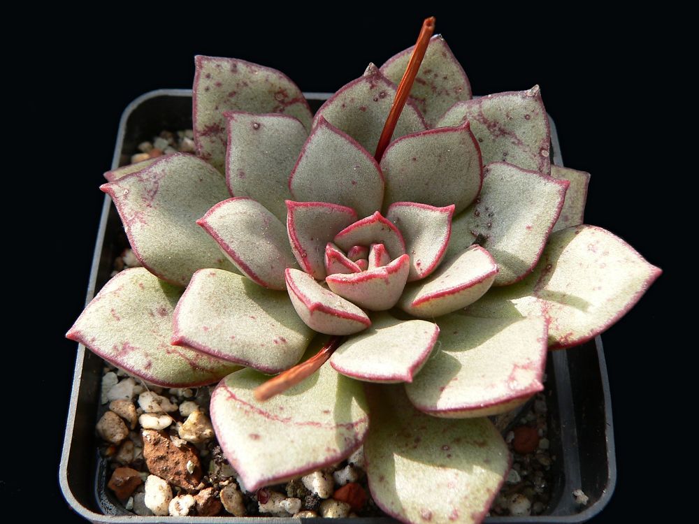 Echeveria moranii