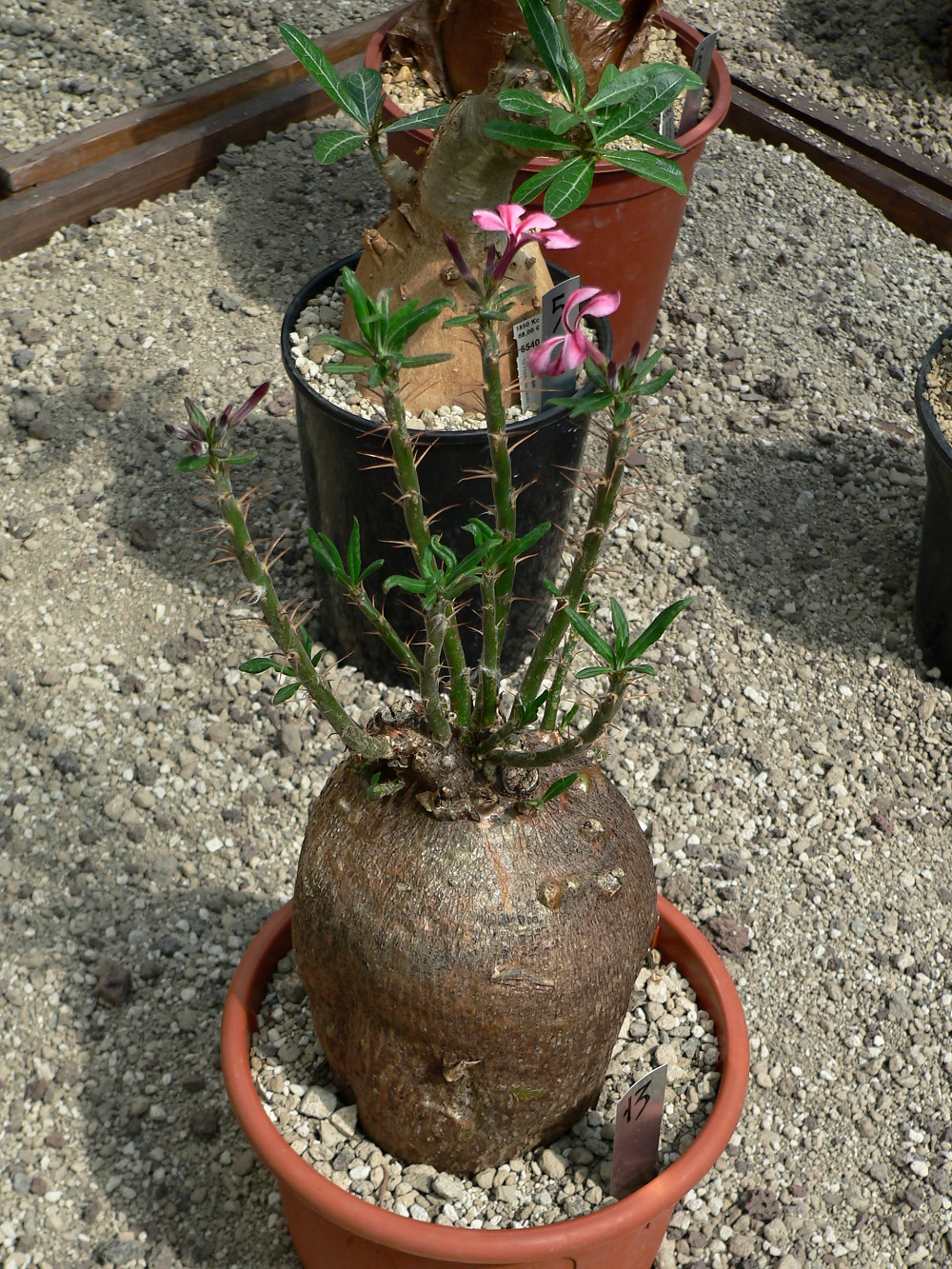 praha_01_pachypodium succulentum_2016