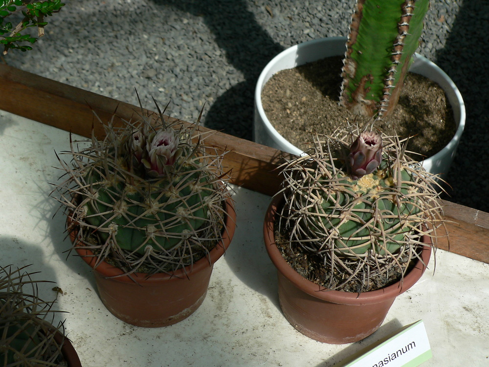 praha_35_gymnocalycium cardenasianum_2016