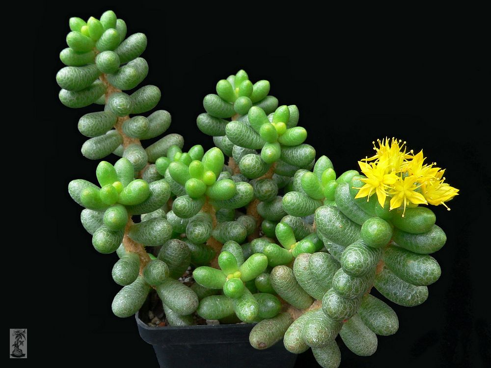 Sedum hernandezii