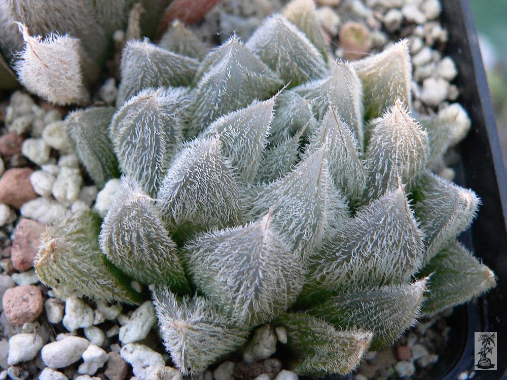 Haworthia cooperi v. venusta