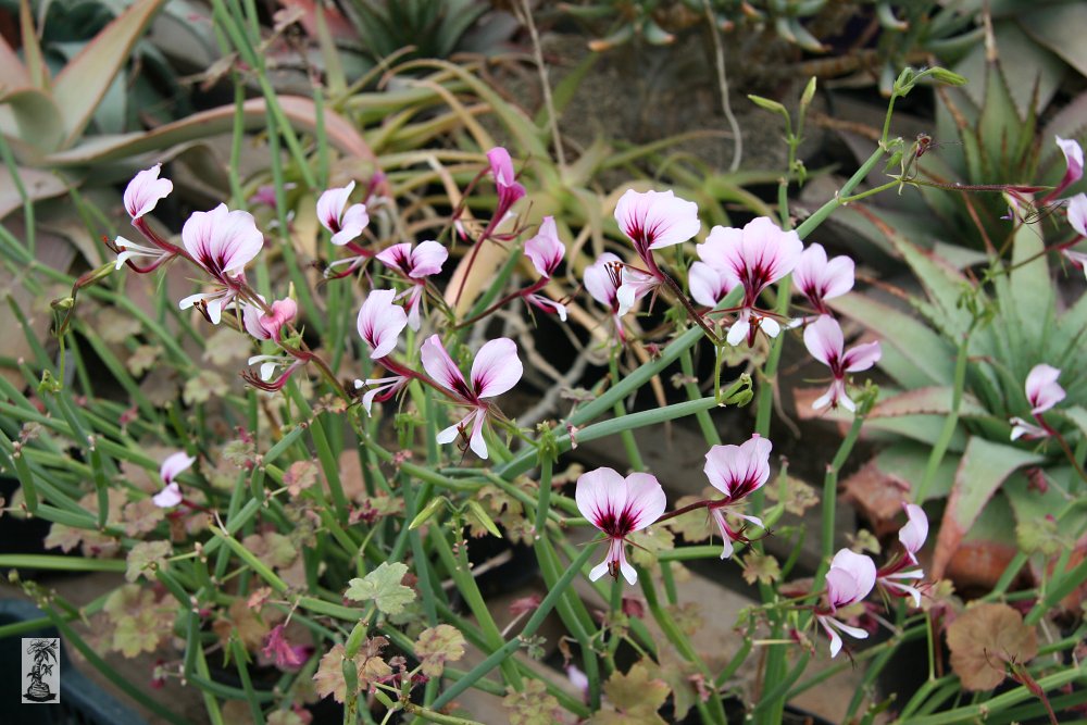 Pelargonium tetragonum