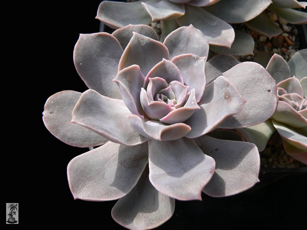 Echeveria eurychlamys