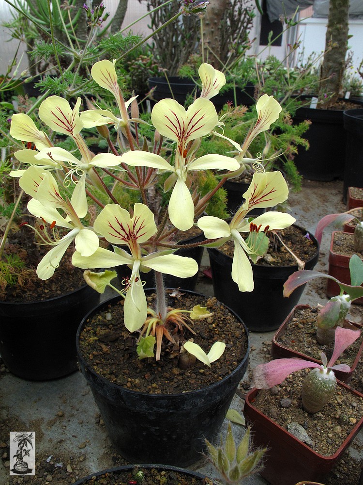 Pelargonium oblongatum 2