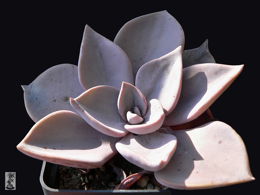 Echeveria rodolfi, Santa Engracia, Tamaulipas, Mex.