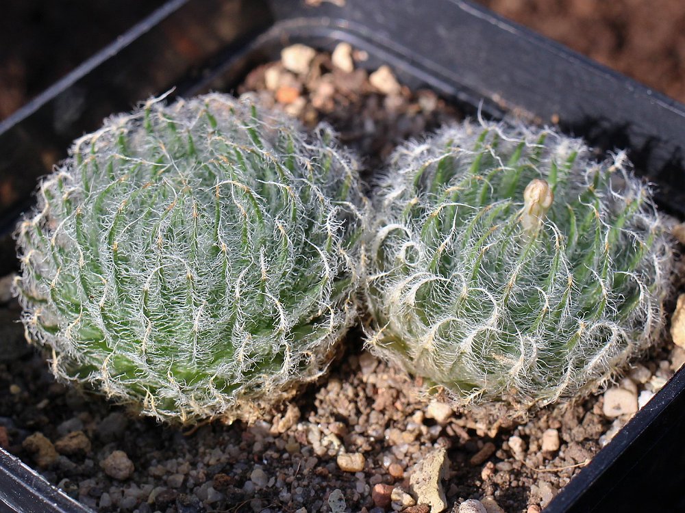 Haworthia odetteae, Jansenville