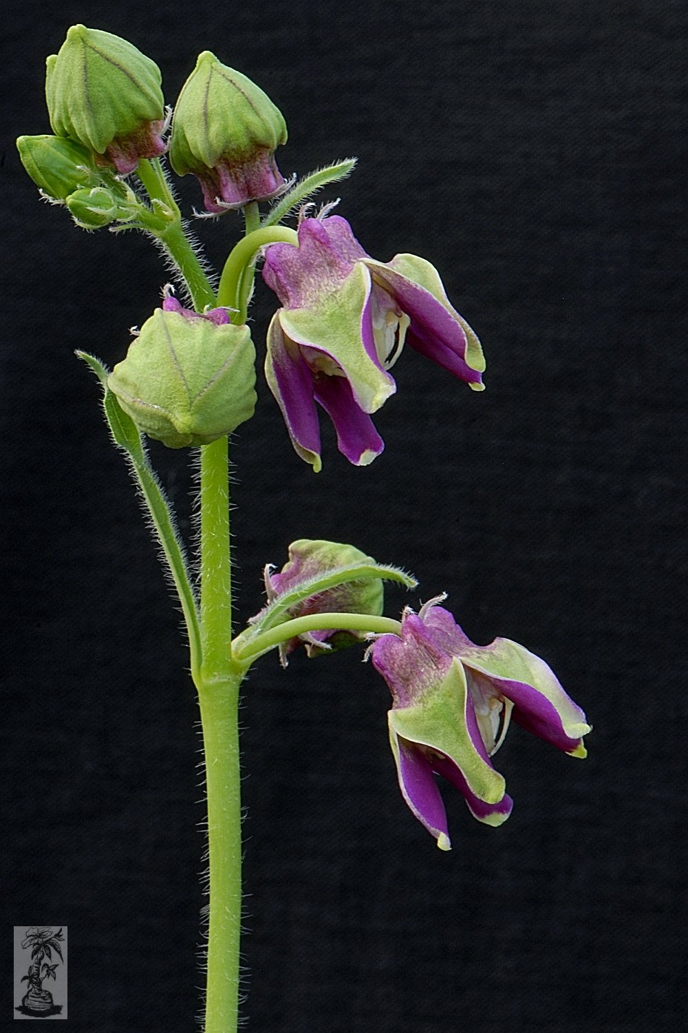 Pentagonanthus grandiflorus