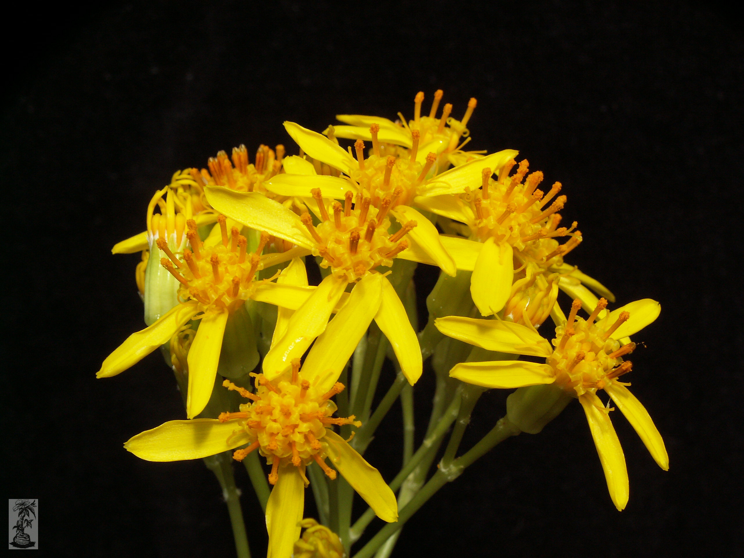 Senecio praecox - květy