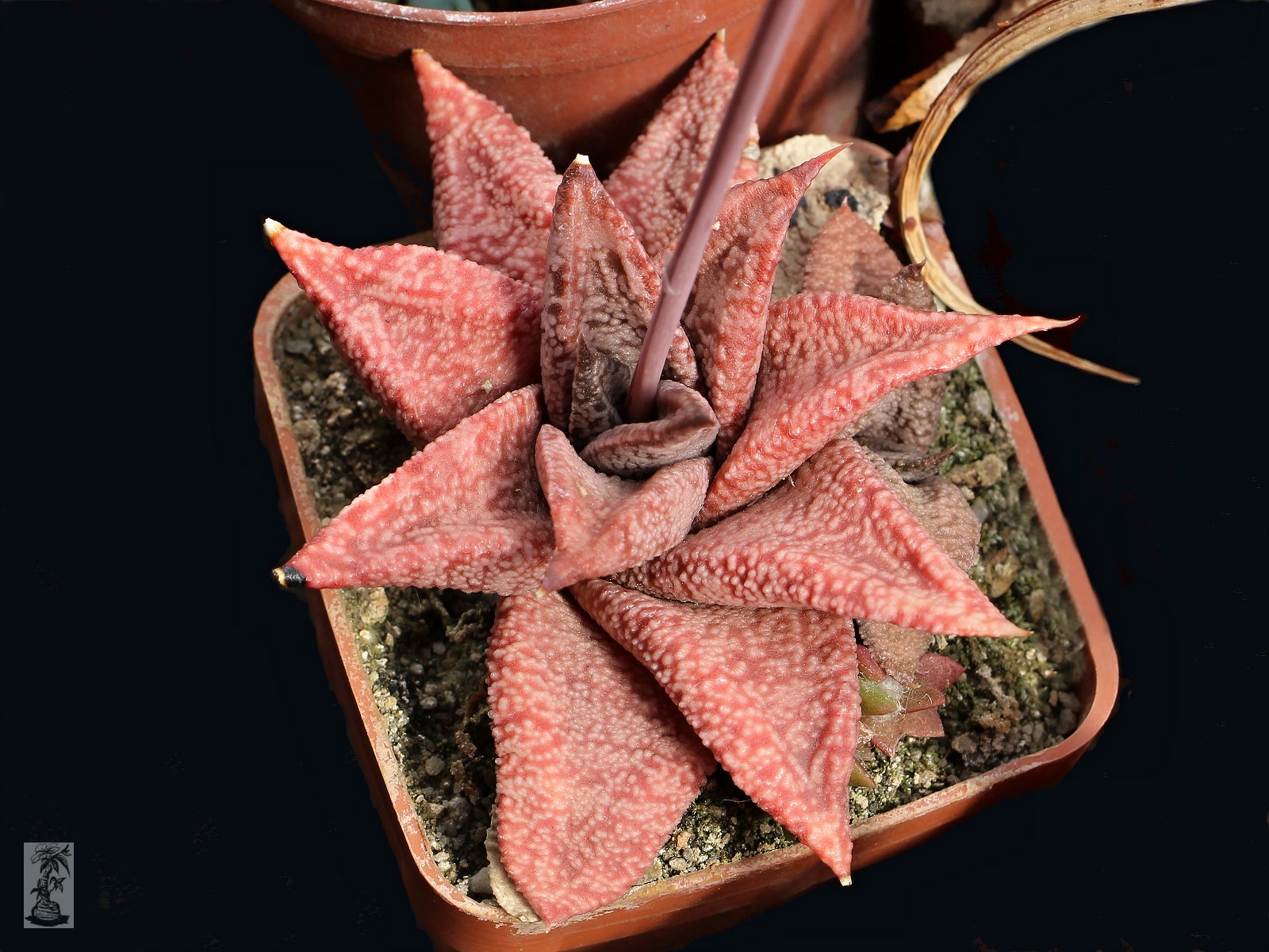 Gasteria ellaphieae