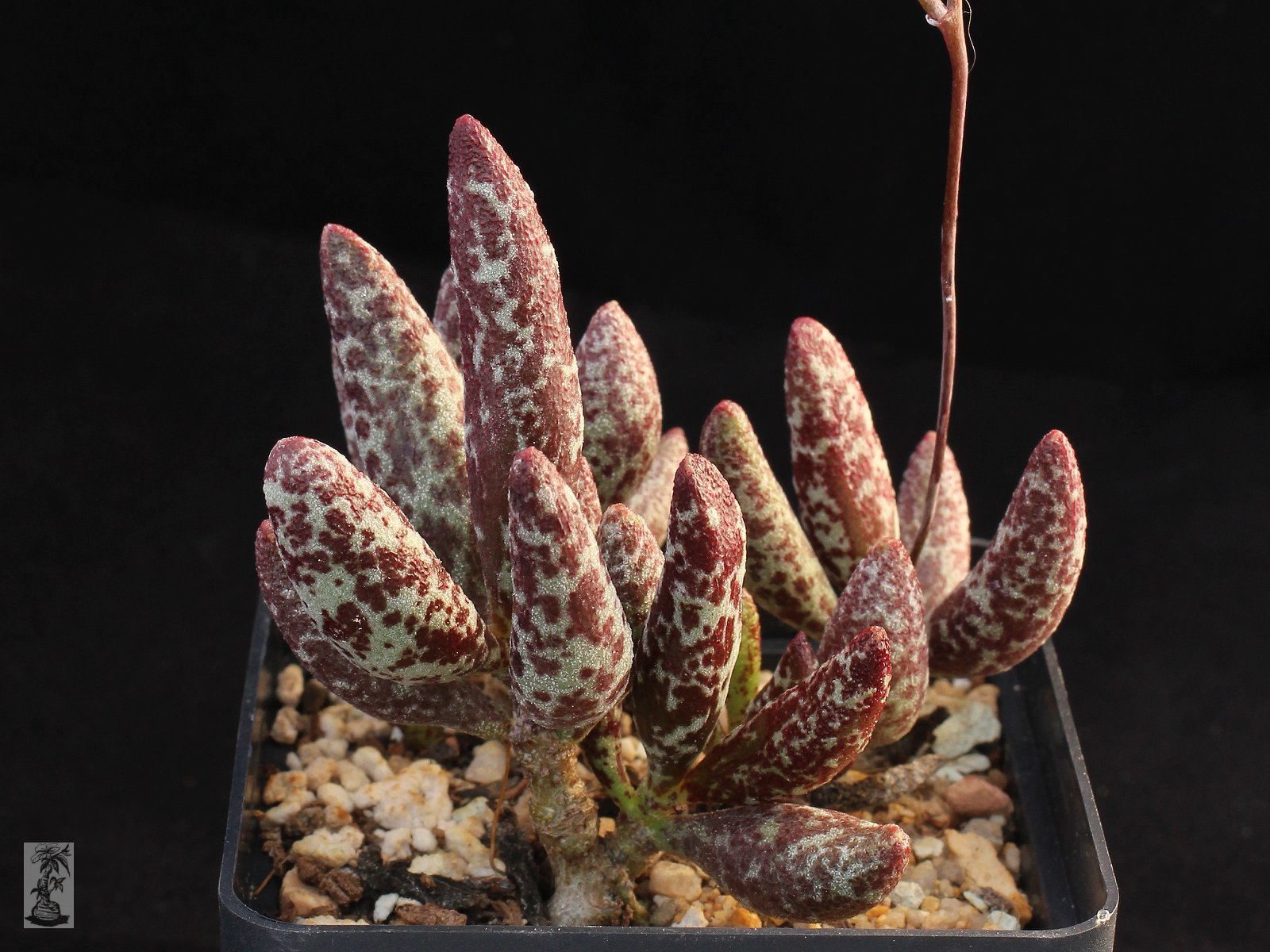 Adromischus marianiae "antidorcatum"