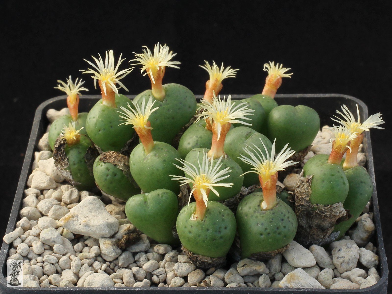 Conophytum uviforme, Nieuwoudtville